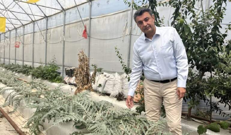 Niğde ve Aksaray’dan getirildi, Türkiye’ye örnek oldu! Yurt dışı bağımlılığı bitiyor: Verimi bol kazancı yüksek