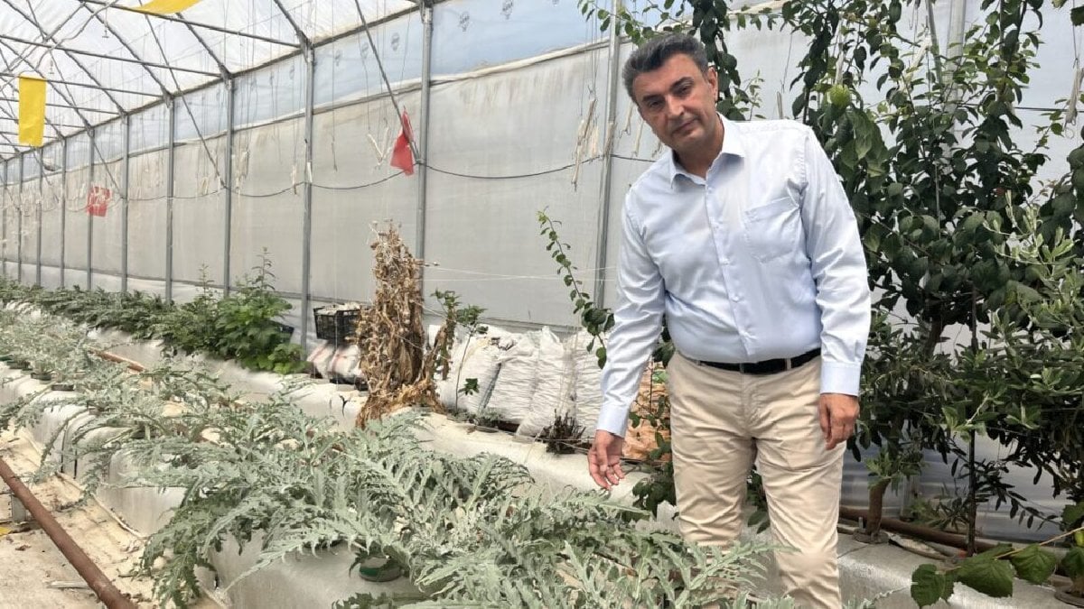 Niğde ve Aksaray’dan getirildi, Türkiye’ye örnek oldu! Yurt dışı bağımlılığı bitiyor: Verimi bol kazancı yüksek