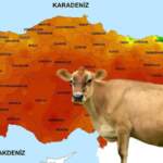 Sütü ikiye katlayan yüzlerce yıllık gelenek: O ilimizde ineklere neden ‘ayakkabı’ giydiriliyor?