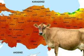 Sütü ikiye katlayan yüzlerce yıllık gelenek: O ilimizde ineklere neden ‘ayakkabı’ giydiriliyor?