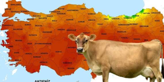Sütü ikiye katlayan yüzlerce yıllık gelenek: O ilimizde ineklere neden ‘ayakkabı’ giydiriliyor?