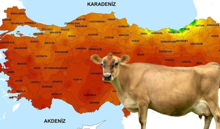 Sütü ikiye katlayan yüzlerce yıllık gelenek: O ilimizde ineklere neden ‘ayakkabı’ giydiriliyor?