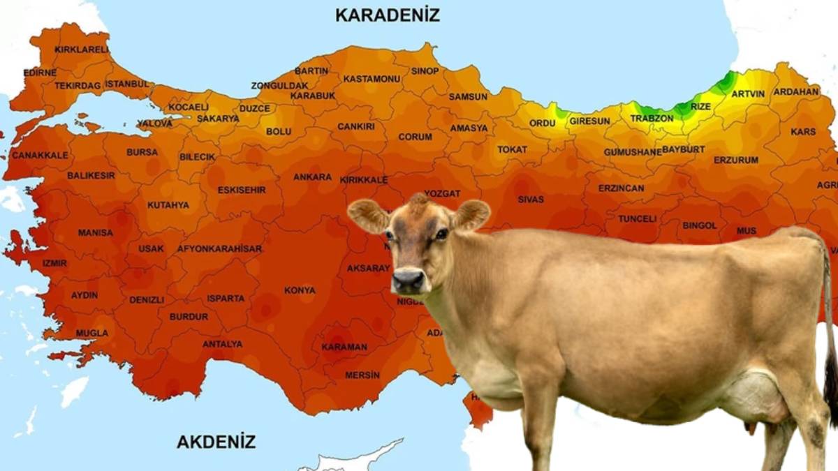 Sütü ikiye katlayan yüzlerce yıllık gelenek: O ilimizde ineklere neden ‘ayakkabı’ giydiriliyor?