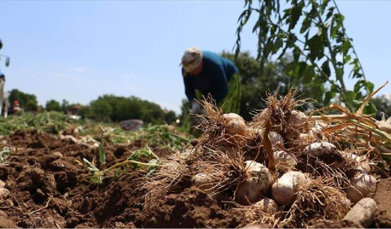 Kastamonu’da üretiliyor, ‘Beyaz altın’ diye geçiyor! Tüm Türkiye’ye satılıyor: Küçüğü 90, dublesi 230 TL ediyor