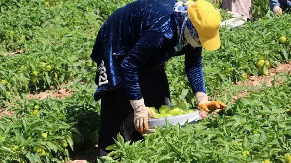 54 bin dekarda hasat heyecanı başladı! Kadını erkeği hasada akın ediyor: Lezzeti ve kalitesiyle farkını konuşturuyor