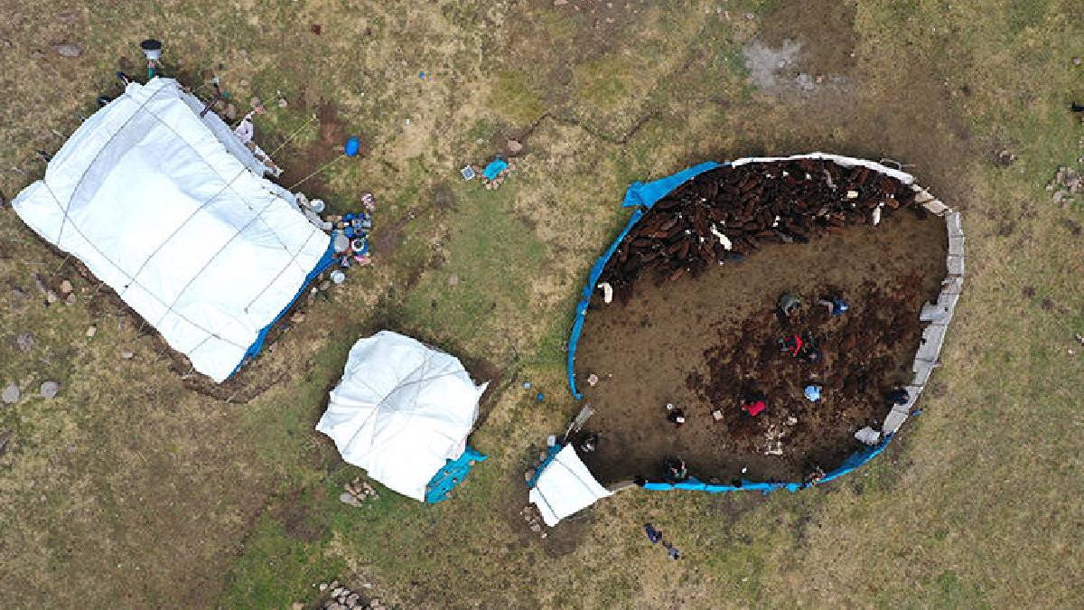 16 göçer aile mesai yapıyor, el birliğiyle kırkılıyor! Ağrı’da zorlu mesai: Yaylada onların elinden geçiyor