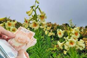 Güzelliği kadar cezası da büyük! 20 günlük ömrü oluyor, dokunan 245.000 TL bedel ödüyor!