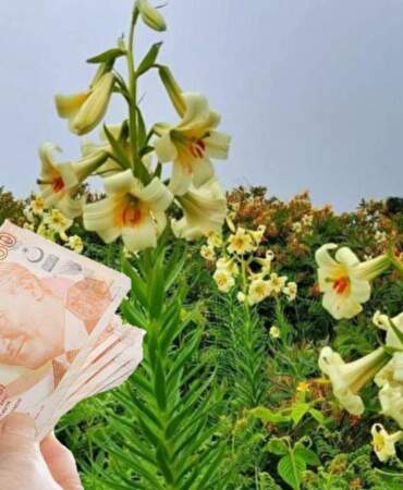 Güzelliği kadar cezası da büyük! 20 günlük ömrü oluyor, dokunan 245.000 TL bedel ödüyor!