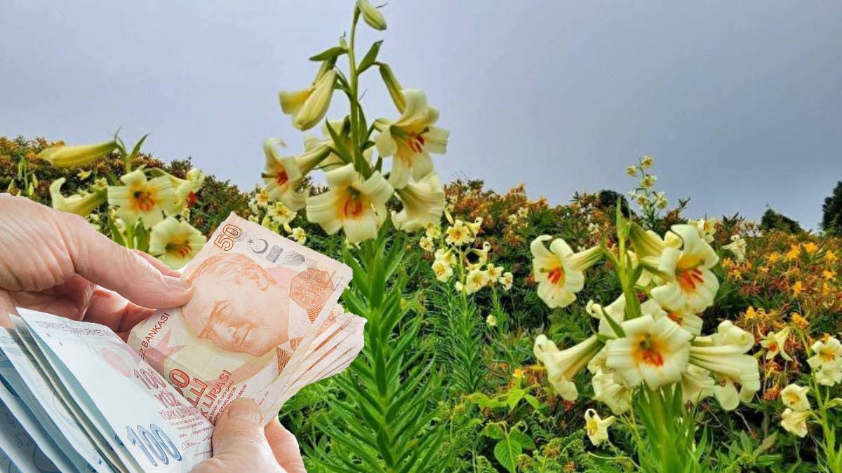 Güzelliği kadar cezası da büyük! 20 günlük ömrü oluyor, dokunan 245.000 TL bedel ödüyor!