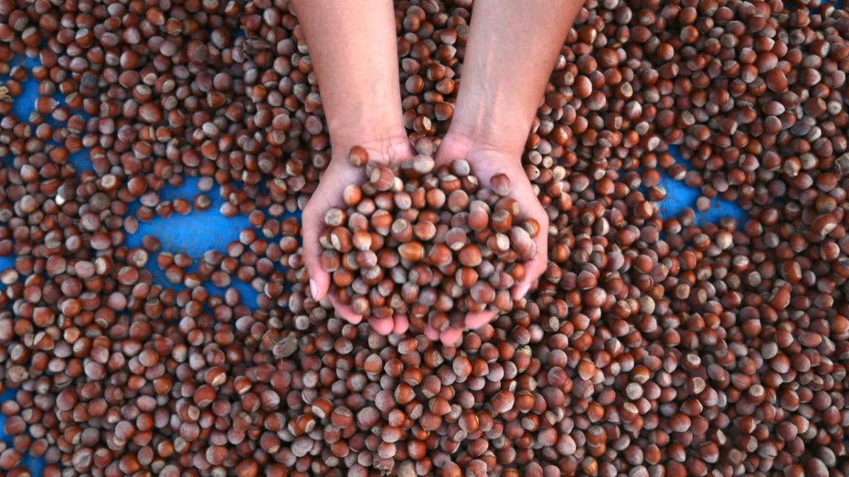 Fındık İhracatının üçte biri Trabzon’dan: 6 ayda 391 milyon dolarlık gelir