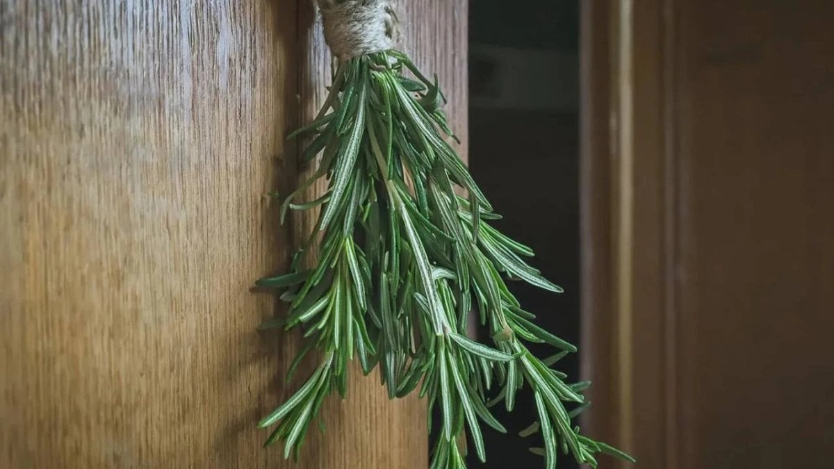 Biberiye’nin bu etkisine inanamayacaksınız! Kapıya sadece 2 dal asın: Rahatlığı hissedeceksiniz