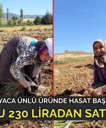 Avrupa Birliği’nce tescillendi adını dünyaya duyurdu! Talep yağan o üründe hasat başladı: Kilosu 230 liraya satılıyor