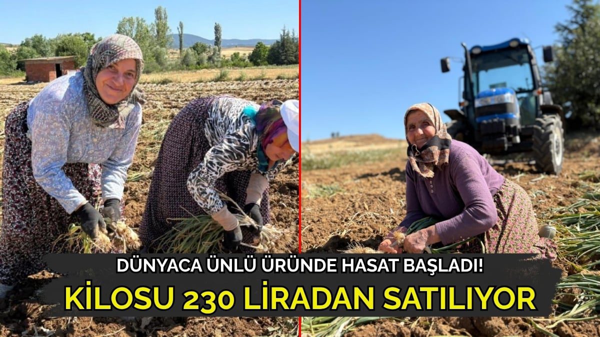 Avrupa Birliği’nce tescillendi adını dünyaya duyurdu! Talep yağan o üründe hasat başladı: Kilosu 230 liraya satılıyor