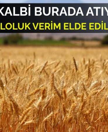 Unun ve ekmeklik buğdayın kalbi burada atıyor! 156 hektarlık alanda yüzlerce verim alınıyor: Gözler o ilimize çevrildi