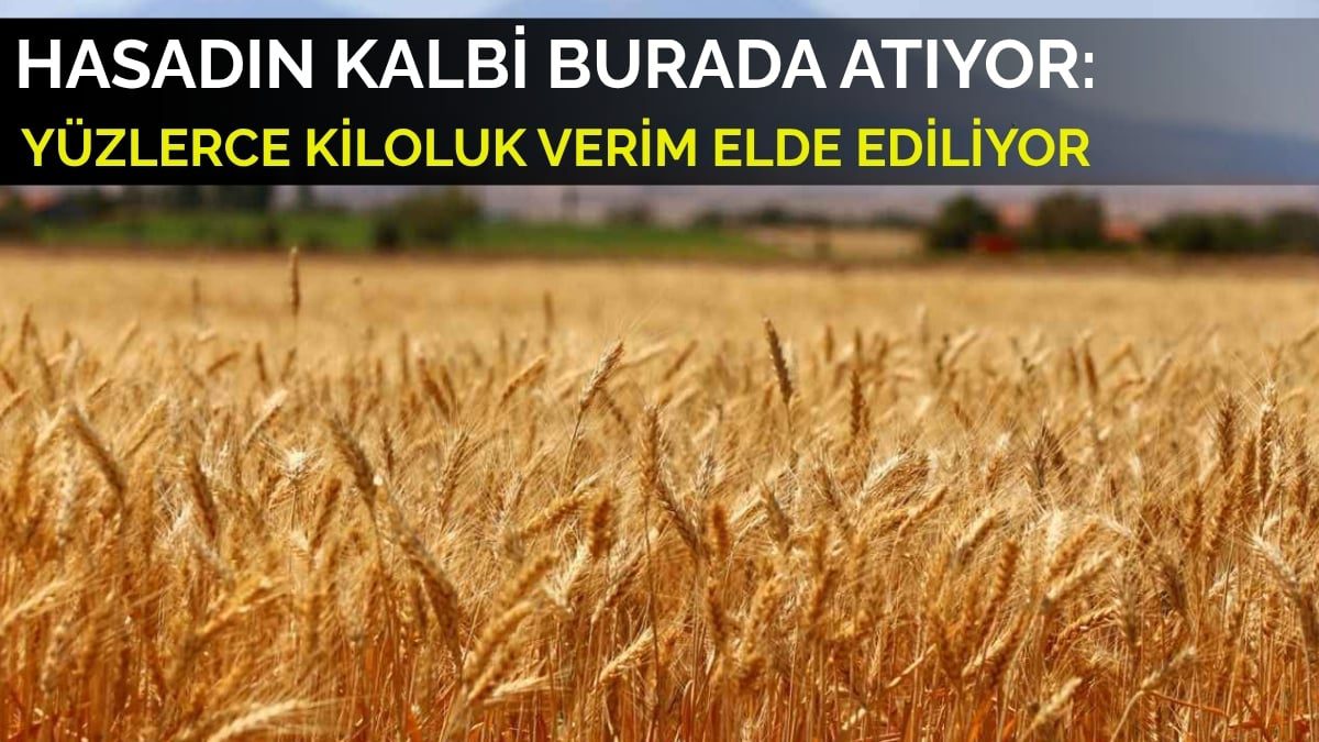 Unun ve ekmeklik buğdayın kalbi burada atıyor! 156 hektarlık alanda yüzlerce verim alınıyor: Gözler o ilimize çevrildi