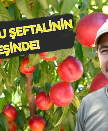 Lapseki’de yetişiyor, dünyayı peşinden koşturuyor! Tadı, aroması, şekli talep görüyor: Coğrafi işaretli meyvede 70 ton ihracat