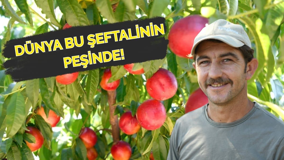 Lapseki’de yetişiyor, dünyayı peşinden koşturuyor! Tadı, aroması, şekli talep görüyor: Coğrafi işaretli meyvede 70 ton ihracat