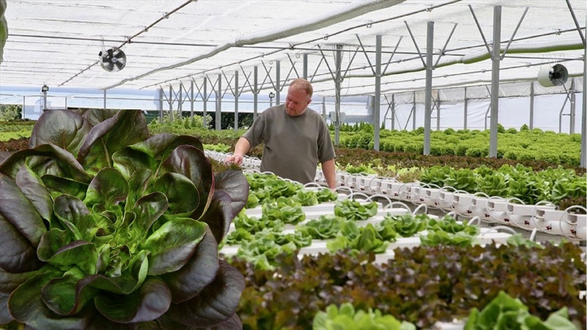 Turizmcilik yapmayı bıraktı kendini toprağa adadı! 5 dönümde yıl boyu üretime başladı: Büyük restoranlara satarak para kazanıyor