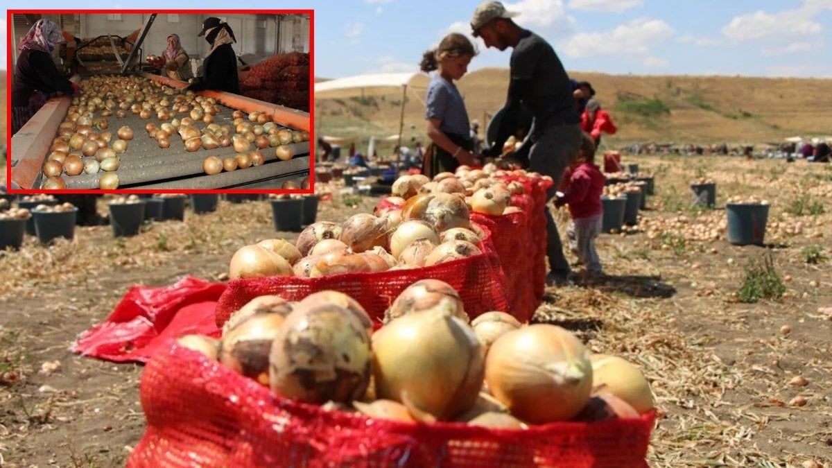 Türkiye’den Avrupa ve Rusya’ya ihraç ediliyor, en çok üretim bu ilimizde yapılıyor! Tadıyla fark yaratıyor, 5 liraya satılıyor