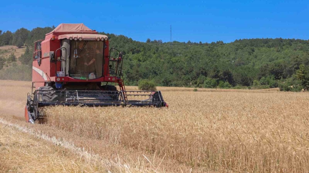 O ilimizde buğday hasadı başladı! 305 bin dekarlık alanda ekim yapıldı: Tam 75 bin ton hasat edilecek