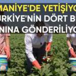 Osmaniye’de üretiliyor, Türkiye’nin dört bir yanına gönderiliyor: 5 bin 600 ton üretim yapılıyor