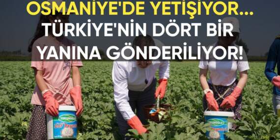 Osmaniye’de üretiliyor, Türkiye’nin dört bir yanına gönderiliyor: 5 bin 600 ton üretim yapılıyor