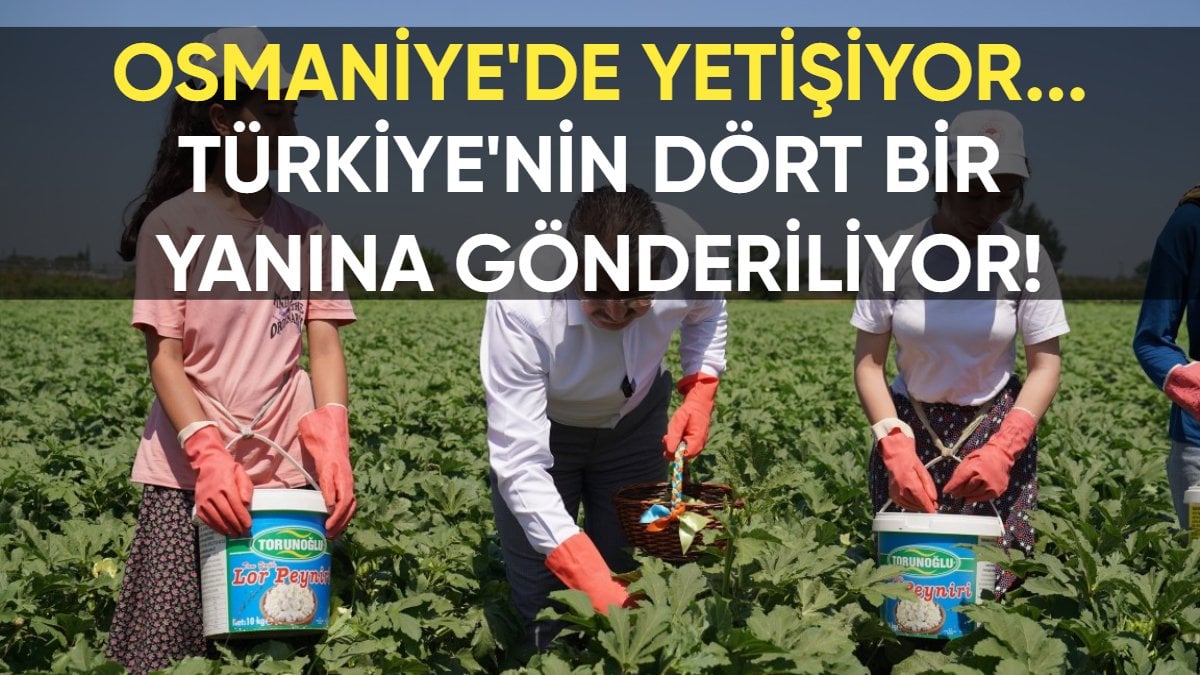 Osmaniye’de üretiliyor, Türkiye’nin dört bir yanına gönderiliyor: 5 bin 600 ton üretim yapılıyor