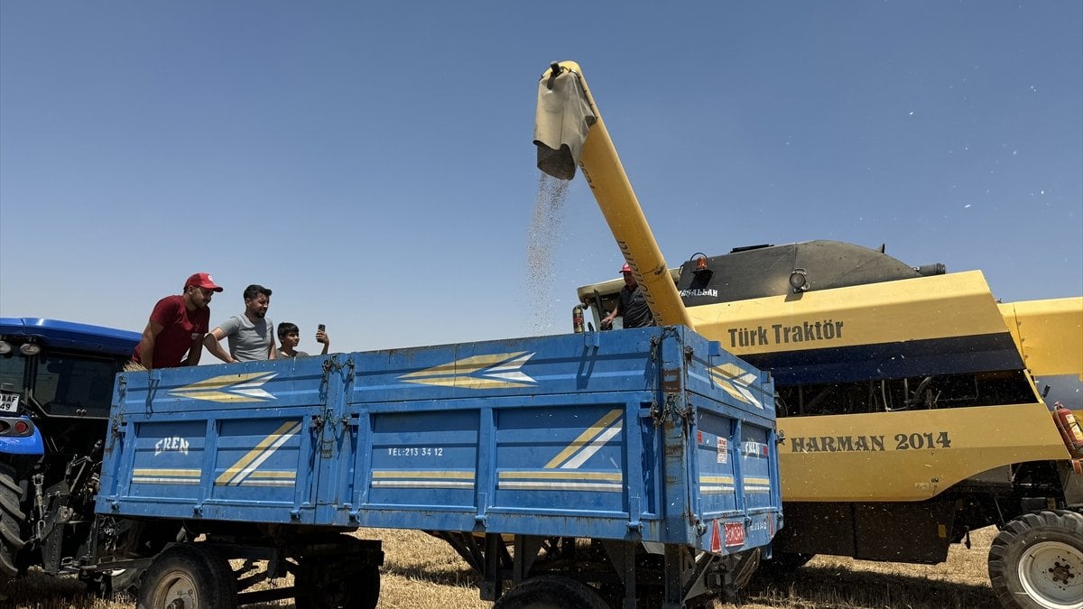 Tohumların hepsi yerli! 16 çeşit buğdayın hasadı yapıldı