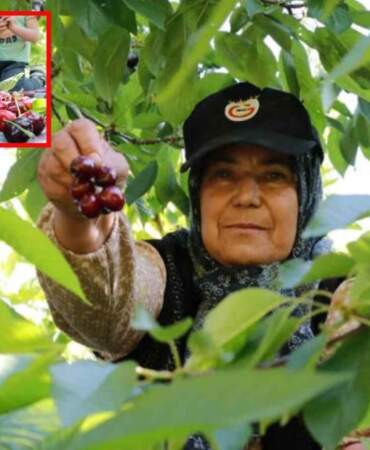 Don en çok onları vurdu, yüzde 90 azalma yaşandı! Hasat başladı ama yüzler gülmedi: Kilosu 350 lira