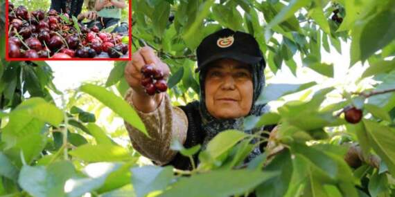 Don en çok onları vurdu, yüzde 90 azalma yaşandı! Hasat başladı ama yüzler gülmedi: Kilosu 350 lira