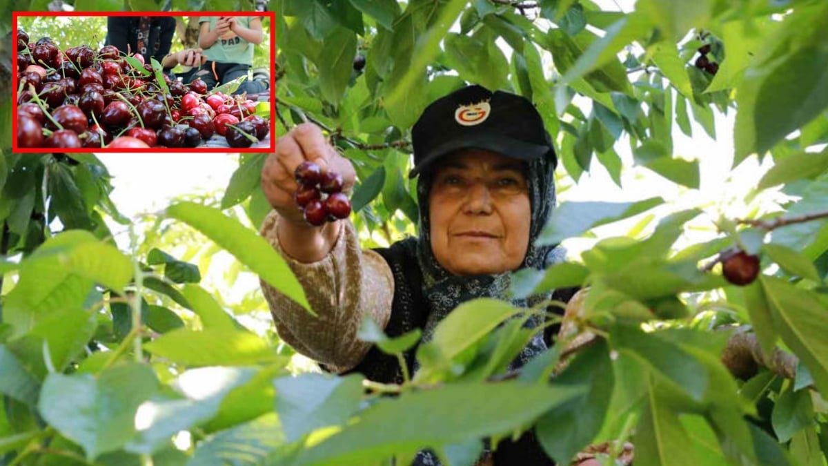 Don en çok onları vurdu, yüzde 90 azalma yaşandı! Hasat başladı ama yüzler gülmedi: Kilosu 350 lira