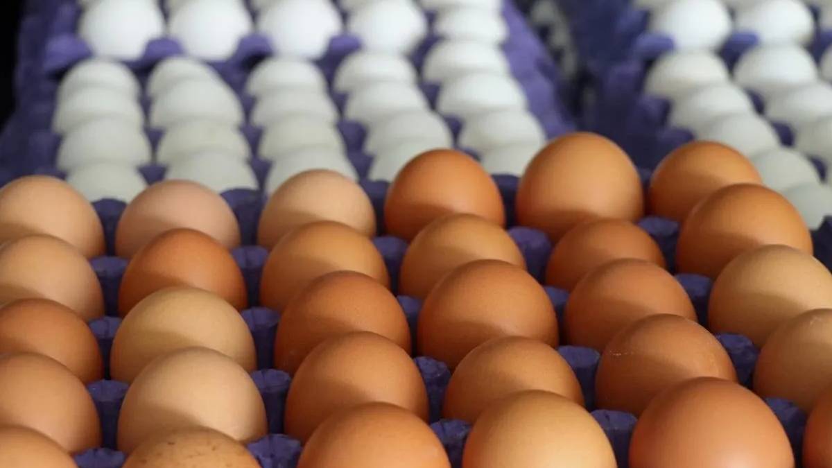 TÜİK: Yumurta üretimi 13,5 azaldı