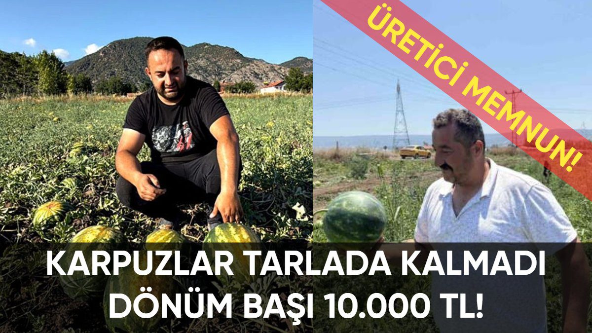 Karpuz üreticisi mutlu! Tarlada kalmadı: Dönüm fiyatı 10.000 TL: Yüksek rekolte çiftçiyi memnun etti