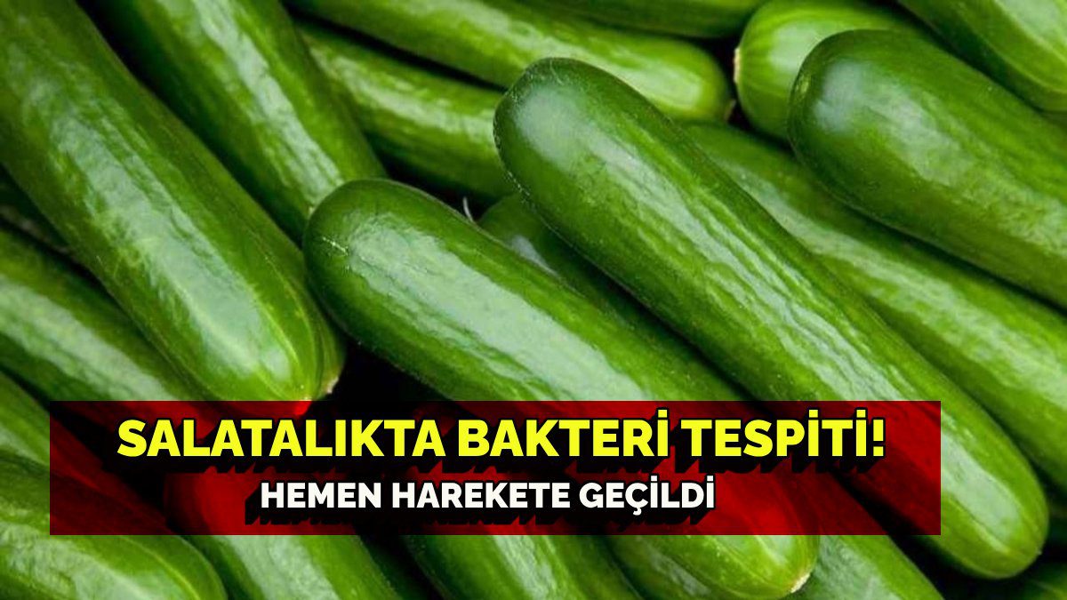 Salatalıkta da bakteri mi olur! Bir ülkeyi alarma geçirdi: Tüm salatalıklar toplanıyor