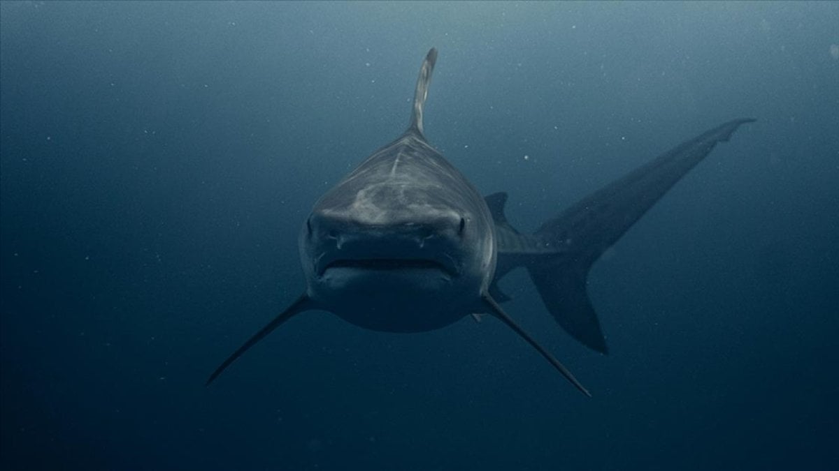 Köpek balıkları kıyıya indi! Uzman isim Marmara’daki asıl büyük tehlikeyi açıkladı