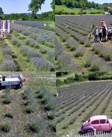 Toprak değil adeta altın! Sinoplu kadınların ektiği bitki para basıyor: Hem satın alıyorlar hem fotoğraf çekiyorlar