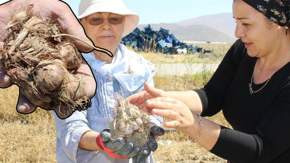 Antalya’da altın gibi baharat! Başkan hibe etti, değerini duyan kulaklarına inanamadı: Kilosu 700 bin lirayı buluyor