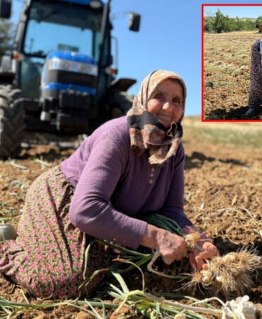 Sıcaklara rağmen kadın işçiler tarlalarda ter döküyor, ekonomiye katkı sağlıyor! 90 liradan alıcı bekliyor: Hasadın en zorlusu