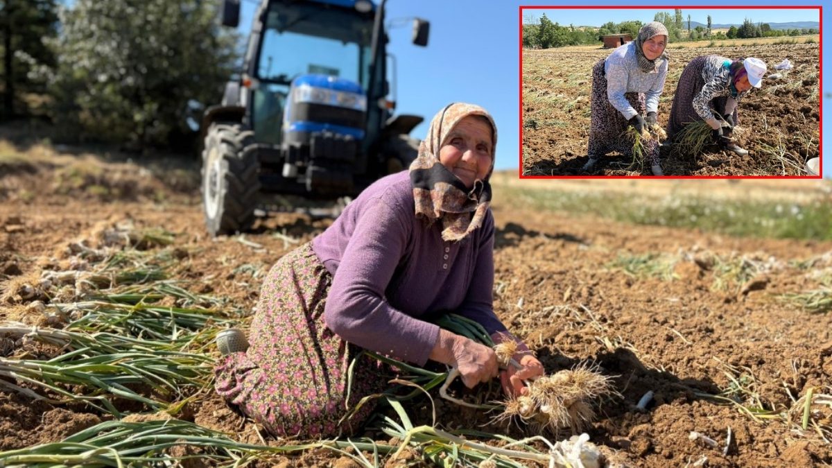 Sıcaklara rağmen kadın işçiler tarlalarda ter döküyor, ekonomiye katkı sağlıyor! 90 liradan alıcı bekliyor: Hasadın en zorlusu