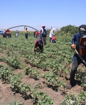 Termometre 44’ü gördü, tarlada mesai durmadı: Gölgesiz alanda 650 TL’ye emek mücadelesi