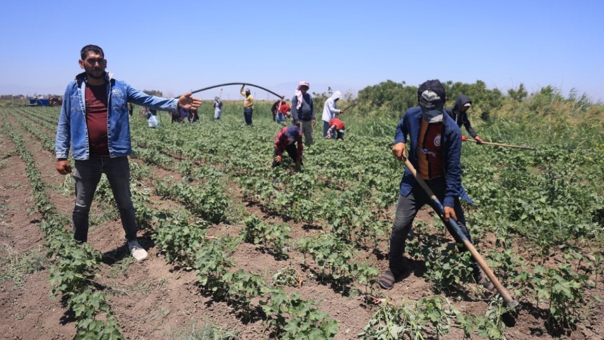 Termometre 44’ü gördü, tarlada mesai durmadı: Gölgesiz alanda 650 TL’ye emek mücadelesi
