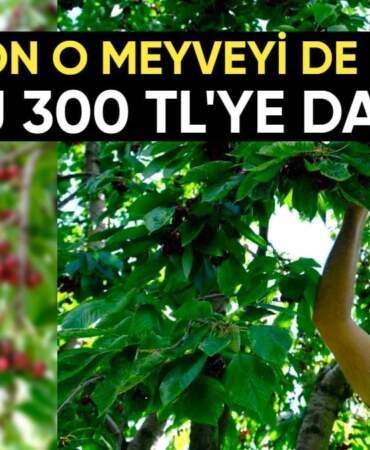 Zirai don rekolteyi düşürdü! Üreticiyi üzen hasat: Marketlerde kilosu 300 TL’ye kadar çıktı