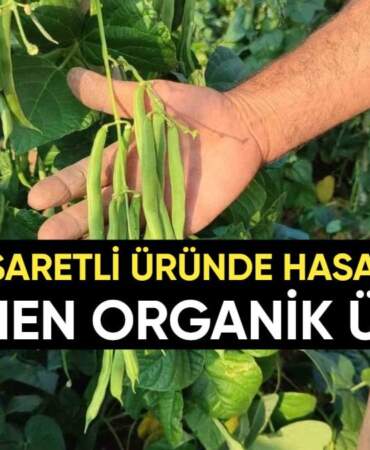 Tamamen organik tarımla üretiliyor! Günde 600 kiloya kadar ürün elde ediyorlar: Coğrafi işaretli üründe 10 yıllık üretim