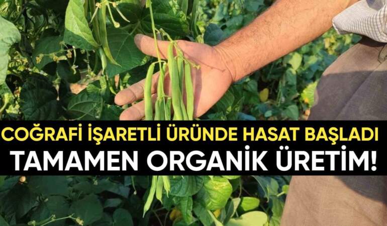 Tamamen organik tarımla üretiliyor! Günde 600 kiloya kadar ürün elde ediyorlar: Coğrafi işaretli üründe 10 yıllık üretim