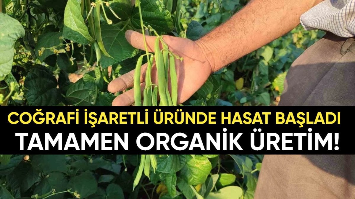 Tamamen organik tarımla üretiliyor! Günde 600 kiloya kadar ürün elde ediyorlar: Coğrafi işaretli üründe 10 yıllık üretim