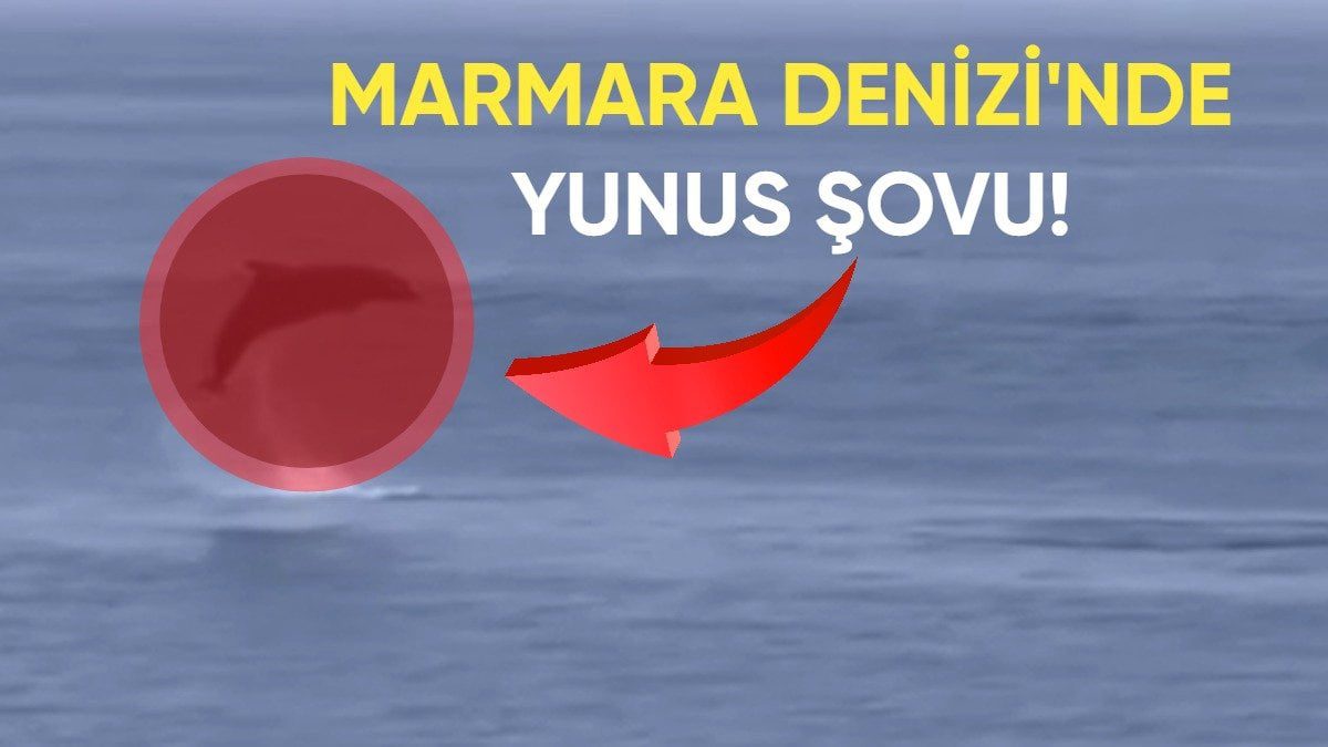 Marmara Denizi’nde yunusların şovu! Vatandaşların ilgi odağı oldu: O anlar kamerada