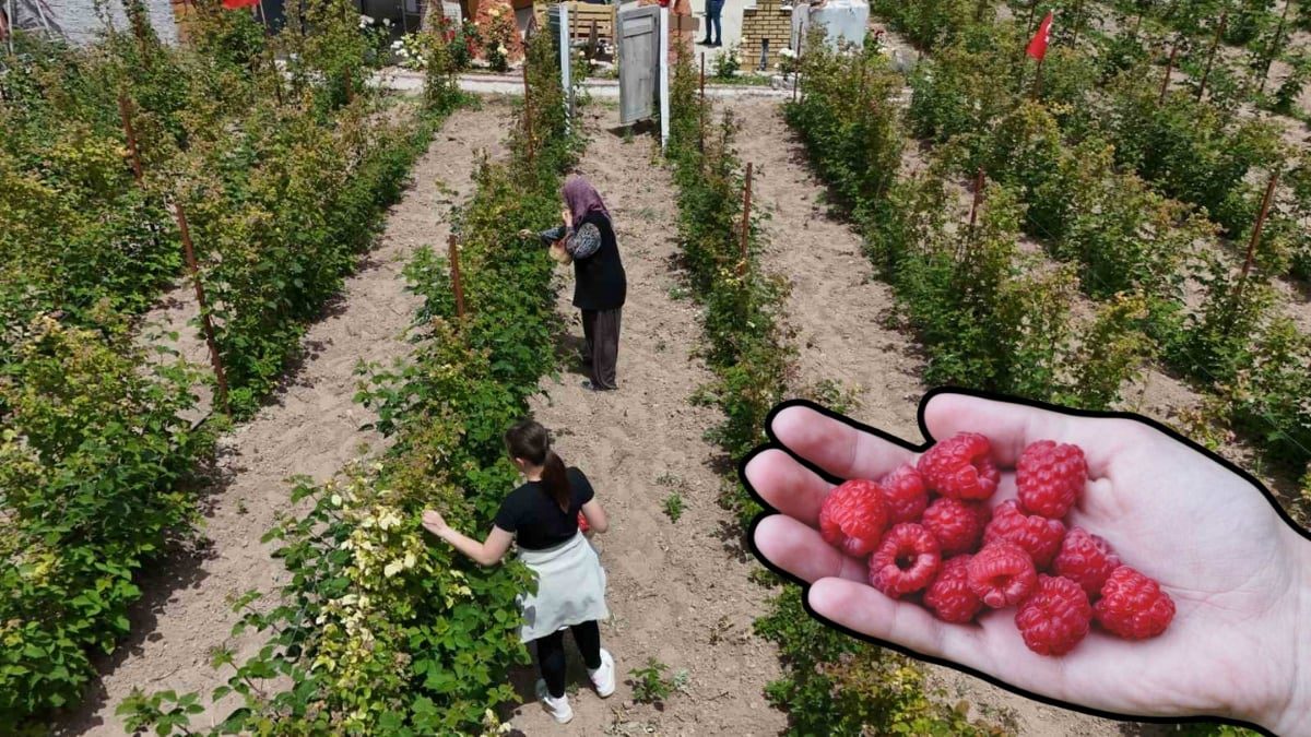 Bu meyveyi eken köşeyi dönüyor! Her ilde ekiliyor, yaz-kış hasat ediliyor: Zor koşullarda bile meyve veriyor