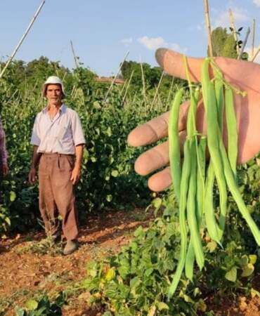 O bölgede üretiliyor, çevre illerden talep yağıyor! Sadece güvercin gübresi ve doğal kaynak suyu ile yetişiyor