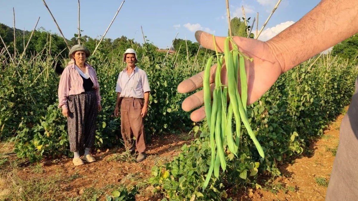 O bölgede üretiliyor, çevre illerden talep yağıyor! Sadece güvercin gübresi ve doğal kaynak suyu ile yetişiyor
