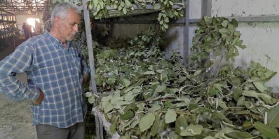 3 aileyle başladı 150 aileye ulaştı! Ayda 100 bin TL getiri sağlıyor, kısa sürede çok kazandırıyor
